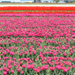 Tulpen in de Bollenstreek rond De Zilk<br/>Copyright ยฉ JTravel.nl Tulpen in de Bollenstreek rond De Zilk / Copyright ยฉ JTravel.nl