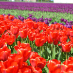 Tulpen in de Bollenstreek rond De Zilk<br/>Copyright ยฉ JTravel.nl Tulpen in de Bollenstreek rond De Zilk / Copyright ยฉ JTravel.nl