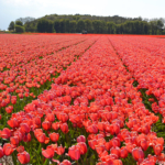 Tulpen in de Bollenstreek aan de Delfweg richting Lisse<br/>Copyright ยฉ JTravel.nl Tulpen in de Bollenstreek aan de Delfweg richting Lisse / Copyright ยฉ JTravel.nl