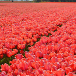 Tulpen in de Bollenstreek aan de Delfweg richting Lisse<br/>Copyright ยฉ JTravel.nl Tulpen in de Bollenstreek aan de Delfweg richting Lisse / Copyright ยฉ JTravel.nl