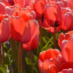 Tulpen in de Bollenstreek aan de Delfweg richting Lisse<br/>Copyright ยฉ JTravel.nl Tulpen in de Bollenstreek aan de Delfweg richting Lisse / Copyright ยฉ JTravel.nl