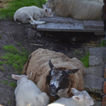 Schapen in de Bollenstreek bij Halfweg (gemeente Lisse)<br/>Copyright ยฉ JTravel.nl Schapen in de Bollenstreek bij Halfweg (gemeente Lisse) / Copyright ยฉ JTravel.nl