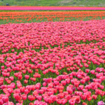 Tulpen in de Bollenstreek bij Halfweg (gemeente Lisse)<br/>Copyright ยฉ JTravel.nl Tulpen in de Bollenstreek bij Halfweg (gemeente Lisse) / Copyright ยฉ JTravel.nl