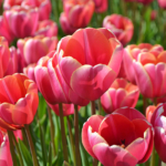 Tulpen in de Bollenstreek bij Halfweg (gemeente Lisse)<br/>Copyright ยฉ JTravel.nl Tulpen in de Bollenstreek bij Halfweg (gemeente Lisse) / Copyright ยฉ JTravel.nl