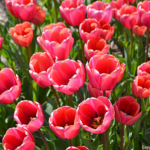 Tulpen in de Bollenstreek bij Halfweg (gemeente Lisse)<br/>Copyright ยฉ JTravel.nl Tulpen in de Bollenstreek bij Halfweg (gemeente Lisse) / Copyright ยฉ JTravel.nl