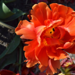 Tulpen in de Bollenstreek bij Halfweg (gemeente Lisse)<br/>Copyright ยฉ JTravel.nl Tulpen in de Bollenstreek bij Halfweg (gemeente Lisse) / Copyright ยฉ JTravel.nl