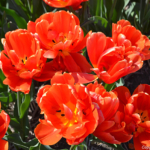 Tulpen in de Bollenstreek bij Halfweg (gemeente Lisse)<br/>Copyright ยฉ JTravel.nl Tulpen in de Bollenstreek bij Halfweg (gemeente Lisse) / Copyright ยฉ JTravel.nl