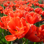 Tulpen in de Bollenstreek bij Halfweg (gemeente Lisse)<br/>Copyright ยฉ JTravel.nl Tulpen in de Bollenstreek bij Halfweg (gemeente Lisse) / Copyright ยฉ JTravel.nl