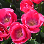 Tulpen in de Bollenstreek bij Halfweg (gemeente Lisse)<br/>Copyright ยฉ JTravel.nl Tulpen in de Bollenstreek bij Halfweg (gemeente Lisse) / Copyright ยฉ JTravel.nl