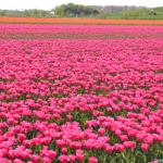 Tulpen in de Bollenstreek bij Halfweg (gemeente Lisse)<br/>Copyright ยฉ JTravel.nl Tulpen in de Bollenstreek bij Halfweg (gemeente Lisse) / Copyright ยฉ JTravel.nl