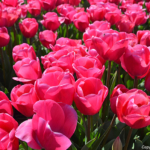 Tulpen in de Bollenstreek bij Halfweg (gemeente Lisse)<br/>Copyright ยฉ JTravel.nl Tulpen in de Bollenstreek bij Halfweg (gemeente Lisse) / Copyright ยฉ JTravel.nl