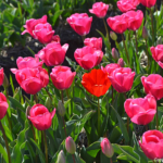 Tulpen in de Bollenstreek bij Halfweg (gemeente Lisse)<br/>Copyright ยฉ JTravel.nl Tulpen in de Bollenstreek bij Halfweg (gemeente Lisse) / Copyright ยฉ JTravel.nl