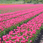 Tulpen in de Bollenstreek bij Halfweg (gemeente Lisse)<br/>Copyright ยฉ JTravel.nl Tulpen in de Bollenstreek bij Halfweg (gemeente Lisse) / Copyright ยฉ JTravel.nl