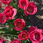 Tulpen in de Bollenstreek bij Halfweg (gemeente Lisse)<br/>Copyright ยฉ JTravel.nl Tulpen in de Bollenstreek bij Halfweg (gemeente Lisse) / Copyright ยฉ JTravel.nl