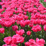 Tulpen in de Bollenstreek bij Halfweg (gemeente Lisse)<br/>Copyright ยฉ JTravel.nl Tulpen in de Bollenstreek bij Halfweg (gemeente Lisse) / Copyright ยฉ JTravel.nl