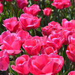 Tulpen in de Bollenstreek bij Halfweg (gemeente Lisse)<br/>Copyright ยฉ JTravel.nl Tulpen in de Bollenstreek bij Halfweg (gemeente Lisse) / Copyright ยฉ JTravel.nl