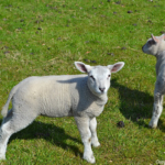 Lammetjes in de Bollenstreek bij Halfweg (gemeente Lisse)<br/>Copyright ยฉ JTravel.nl Lammetjes in de Bollenstreek bij Halfweg (gemeente Lisse) / Copyright ยฉ JTravel.nl