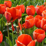 Tulpen in de Bollenstreek bij Halfweg (gemeente Lisse)<br/>Copyright ยฉ JTravel.nl Tulpen in de Bollenstreek bij Halfweg (gemeente Lisse) / Copyright ยฉ JTravel.nl