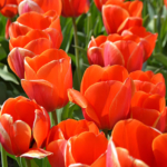 Tulpen in de Bollenstreek bij Halfweg (gemeente Lisse)<br/>Copyright ยฉ JTravel.nl Tulpen in de Bollenstreek bij Halfweg (gemeente Lisse) / Copyright ยฉ JTravel.nl