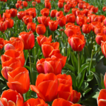 Tulpen in de Bollenstreek bij Halfweg (gemeente Lisse)<br/>Copyright ยฉ JTravel.nl Tulpen in de Bollenstreek bij Halfweg (gemeente Lisse) / Copyright ยฉ JTravel.nl