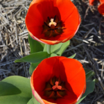 Tulpen in de Bollenstreek bij Halfweg (gemeente Lisse)<br/>Copyright ยฉ JTravel.nl Tulpen in de Bollenstreek bij Halfweg (gemeente Lisse) / Copyright ยฉ JTravel.nl