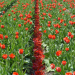 Tulpen in de Bollenstreek bij Halfweg (gemeente Lisse)<br/>Copyright ยฉ JTravel.nl Tulpen in de Bollenstreek bij Halfweg (gemeente Lisse) / Copyright ยฉ JTravel.nl