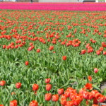 Tulpen in de Bollenstreek bij Halfweg (gemeente Lisse)<br/>Copyright ยฉ JTravel.nl Tulpen in de Bollenstreek bij Halfweg (gemeente Lisse) / Copyright ยฉ JTravel.nl
