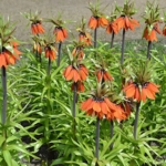 Een plant in de tuin van de hofboerderij op het terrein van Kasteel Keukenhof in Lisse<br/>Copyright ยฉ JTravel.nl Een plant in de tuin van de hofboerderij op het terrein van Kasteel Keukenhof in Lisse / Copyright ยฉ JTravel.nl