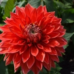 Dahlia's bij Kasteel Keukenhof in Lisse<br/>Copyright ยฉ JTravel.nl Dahlia's bij Kasteel Keukenhof in Lisse / Copyright ยฉ JTravel.nl