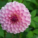 Dahlia's bij Kasteel Keukenhof in Lisse<br/>Copyright ยฉ JTravel.nl Dahlia's bij Kasteel Keukenhof in Lisse / Copyright ยฉ JTravel.nl