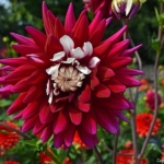 Dahlia's bij Kasteel Keukenhof in Lisse<br/>Copyright ยฉ JTravel.nl Dahlia's bij Kasteel Keukenhof in Lisse / Copyright ยฉ JTravel.nl