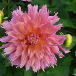 Dahlia's bij Kasteel Keukenhof in Lisse<br/>Copyright ยฉ JTravel.nl Dahlia's bij Kasteel Keukenhof in Lisse / Copyright ยฉ JTravel.nl