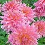 Dahlia's bij Kasteel Keukenhof in Lisse<br/>Copyright ยฉ JTravel.nl Dahlia's bij Kasteel Keukenhof in Lisse / Copyright ยฉ JTravel.nl