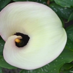 Een calla in de tuin van Kasteel Keukenhof in Lisse<br/>Copyright ยฉ JTravel.nl Een calla in de tuin van Kasteel Keukenhof in Lisse / Copyright ยฉ JTravel.nl