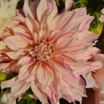Het Holland Dahlia Event 2019 bij Kasteel Keukenhof in Lisse<br/>Copyright ยฉ JTravel.nl Het Holland Dahlia Event 2019 bij Kasteel Keukenhof in Lisse / Copyright ยฉ JTravel.nl