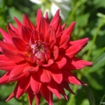 Dahlia's bij Kasteel Keukenhof in Lisse<br/>Copyright ยฉ JTravel.nl Dahlia's bij Kasteel Keukenhof in Lisse / Copyright ยฉ JTravel.nl