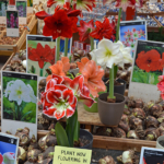 Amaryllisbollen te koop op de Bloemenmarkt in Amsterdam<br/>Copyright © JTravel.nl Amaryllisbollen te koop op de Bloemenmarkt in Amsterdam / Copyright © JTravel.nl