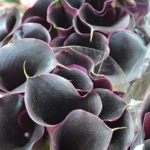Verse calla's te koop op de Bloemenmarkt in Amsterdam<br/>Copyright © JTravel.nl Verse calla's te koop op de Bloemenmarkt in Amsterdam / Copyright © JTravel.nl