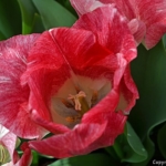 Tulpen aan het IJ in Amsterdam Noord in april 2018<br>Copyright © JTravel.nl Tulpen aan het IJ in Amsterdam Noord in april 2018 / Copyright © JTravel.nl