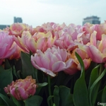 Tulpen aan het IJ in Amsterdam Noord in april 2018<br>Copyright © JTravel.nl Tulpen aan het IJ in Amsterdam Noord in april 2018 / Copyright © JTravel.nl