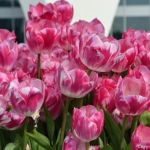 Tulpen aan het IJ in Amsterdam Noord in april 2018<br>Copyright © JTravel.nl Tulpen aan het IJ in Amsterdam Noord in april 2018 / Copyright © JTravel.nl