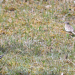 Lijsters in de Amsterdamse Waterleidingduinen op 1-6-2017<br/>Copyright ยฉ JTravel.nl Lijsters in de Amsterdamse Waterleidingduinen op 1-6-2017 / Copyright ยฉ JTravel.nl
