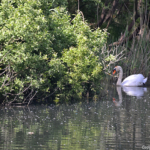 Een knobbelzwaan bij de vogelkijkhut in de Amsterdamse Waterleidingduinen op 1-6-2017<br/>Copyright ยฉ JTravel.nl Een knobbelzwaan bij de vogelkijkhut in de Amsterdamse Waterleidingduinen op 1-6-2017 / Copyright ยฉ JTravel.nl