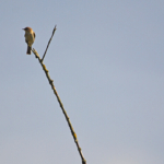 Een fitis (als het niet goed is hoor ik dat graag) in de Amsterdamse Waterleidingduinen op 1-6-2017<br/>Copyright ยฉ JTravel.nl Een fitis (als het niet goed is hoor ik dat graag) in de Amsterdamse Waterleidingduinen op 1-6-2017 / Copyright ยฉ JTravel.nl