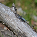 Een libelle in de Amsterdamse Waterleidingduinen op 17-6-2017<br/>Copyright © JTravel.nl Een libelle in de Amsterdamse Waterleidingduinen op 17-6-2017 / Copyright © JTravel.nl
