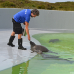 Het voeren van de adoptie zeehonden in Ecomare in De Koog<br/>Copyright © JTravel.nl Het voeren van de adoptie zeehonden in Ecomare in De Koog / Copyright © JTravel.nl