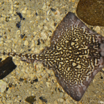 Het zee-aquarium in Ecomare in De Koog<br/>Copyright © JTravel.nl Het zee-aquarium in Ecomare in De Koog / Copyright © JTravel.nl