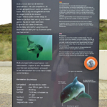 Een informatiebord over de bruinvissen in Ecomare in De Koog<br/>Copyright © JTravel.nl Een informatiebord over de bruinvissen in Ecomare in De Koog / Copyright © JTravel.nl