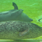 De adoptie zeehonden in Ecomare in De Koog<br/>Copyright © JTravel.nl De adoptie zeehonden in Ecomare in De Koog / Copyright © JTravel.nl