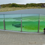 De adoptie zeehonden in Ecomare in De Koog<br/>Copyright © JTravel.nl De adoptie zeehonden in Ecomare in De Koog / Copyright © JTravel.nl